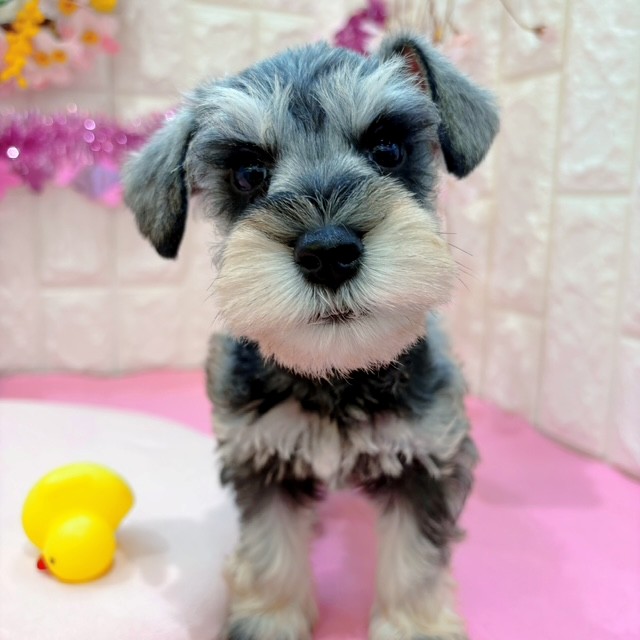 岡山県のミニチュアシュナウザー (犬の家＆猫の里倉敷店/2026年1月25日生まれ/男の子/ソルトペッパー)の子犬の1枚目の画像