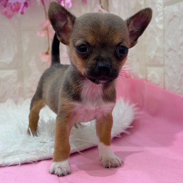 岡山県のハーフ犬・ミックス犬 (犬の家＆猫の里倉敷店/2026年1月23日生まれ/男の子/フォーンホワイト)の子犬の2枚目の画像