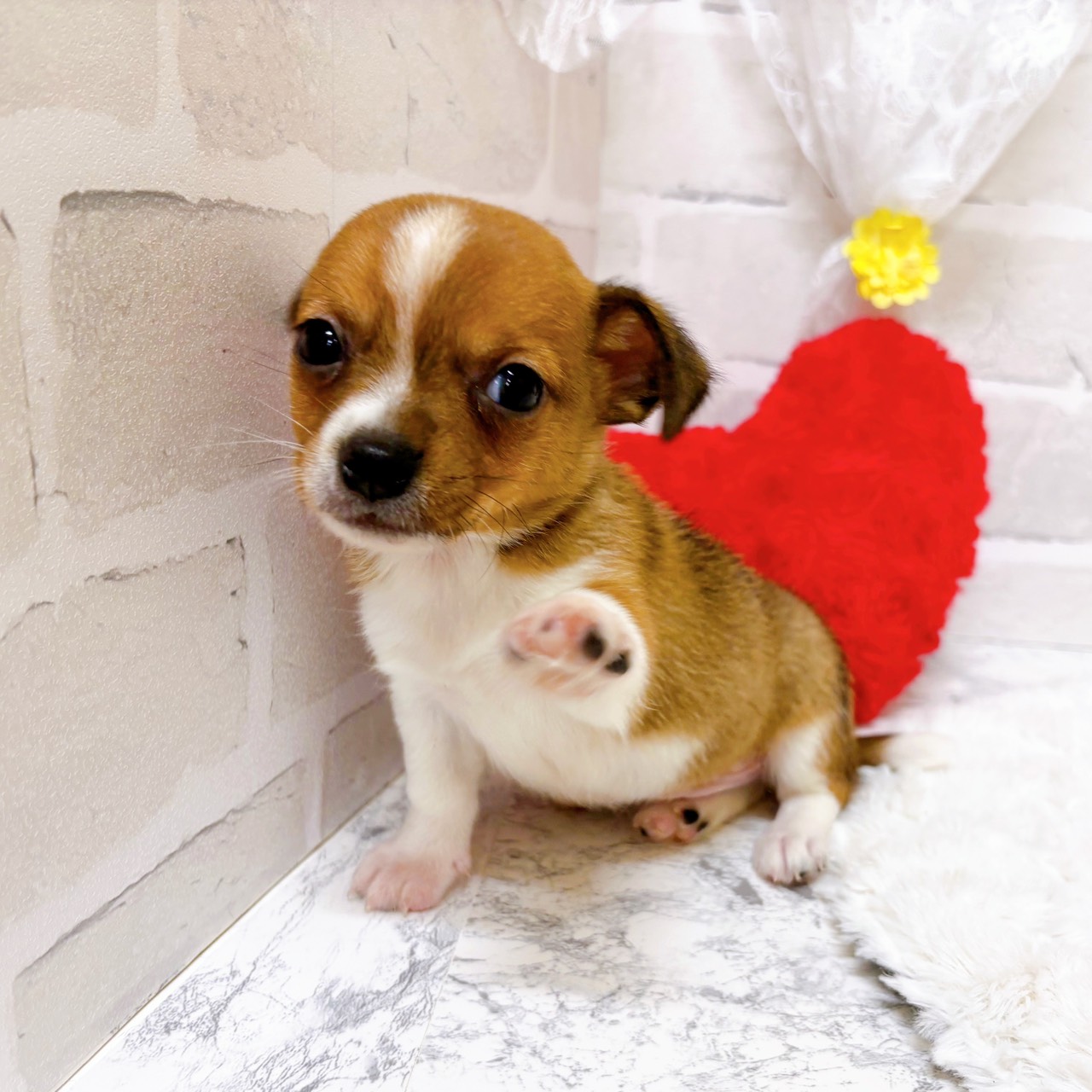 京都府のハーフ犬・ミックス犬 (犬の家＆猫の里京都精華店/2026年1月23日生まれ/男の子/フォーンホワイト)の子犬の2枚目の画像