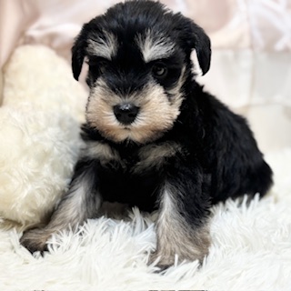 兵庫県のミニチュアシュナウザー (犬の家＆猫の里カナート西神戸店/2026年1月25日生まれ/男の子/ブラックシルバー)の子犬の2枚目の画像