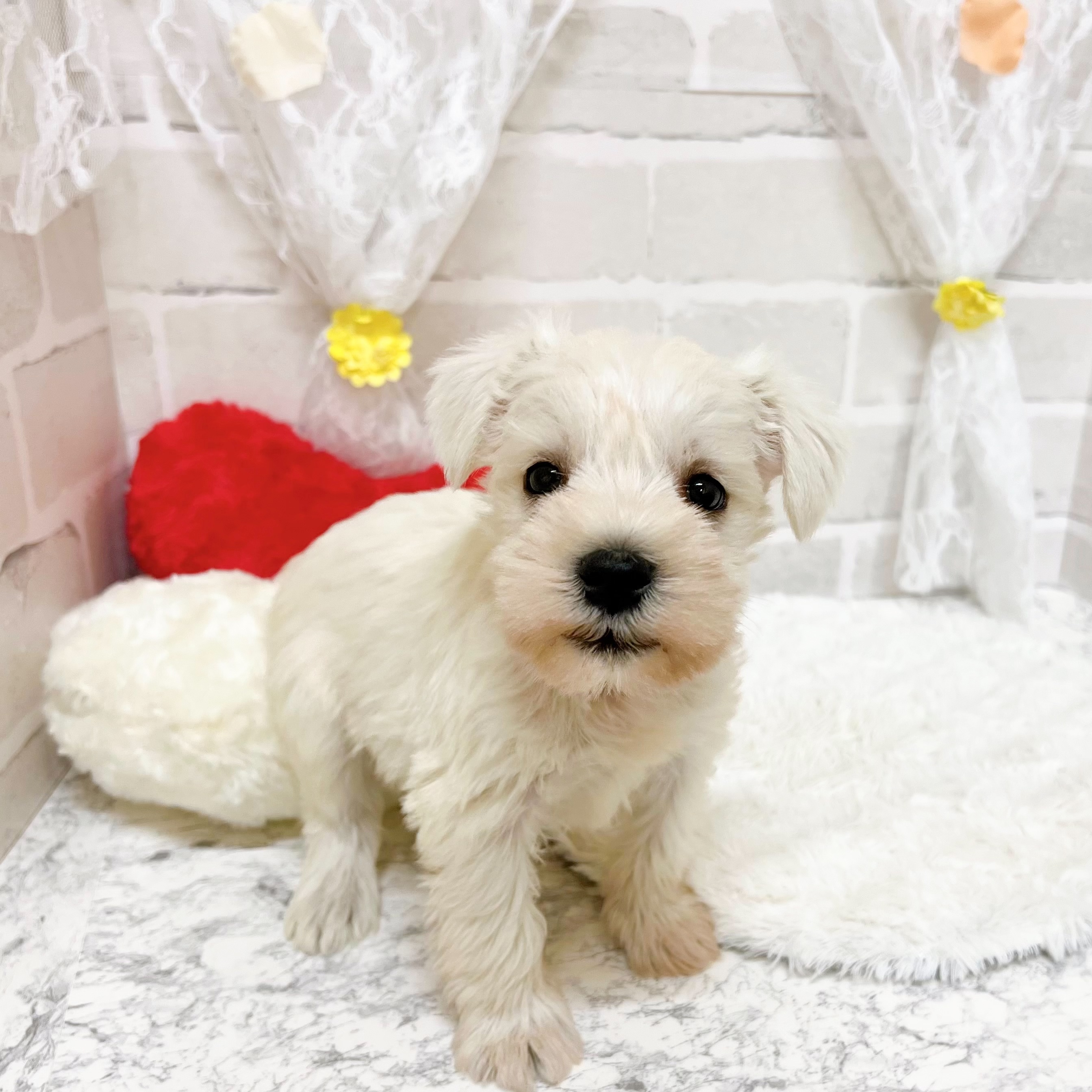 京都府のミニチュアシュナウザー (犬の家＆猫の里京都精華店/2026年1月25日生まれ/男の子/ホワイト)の子犬の2枚目の画像