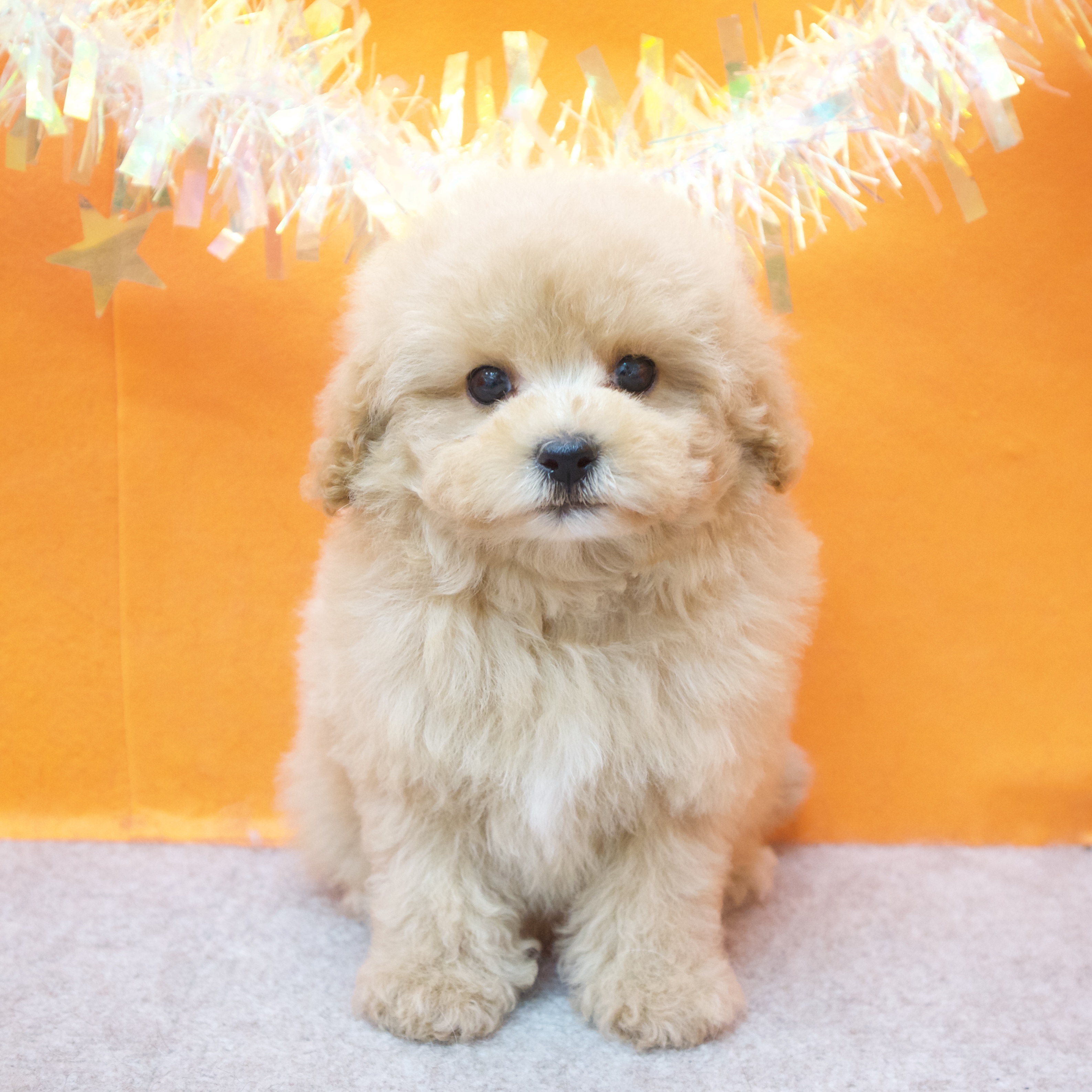 大阪府のトイプードル(タイニー) (犬の家＆猫の里吹田店/2026年1月25日生まれ/女の子/ペールフォーン)の子犬の1枚目の画像