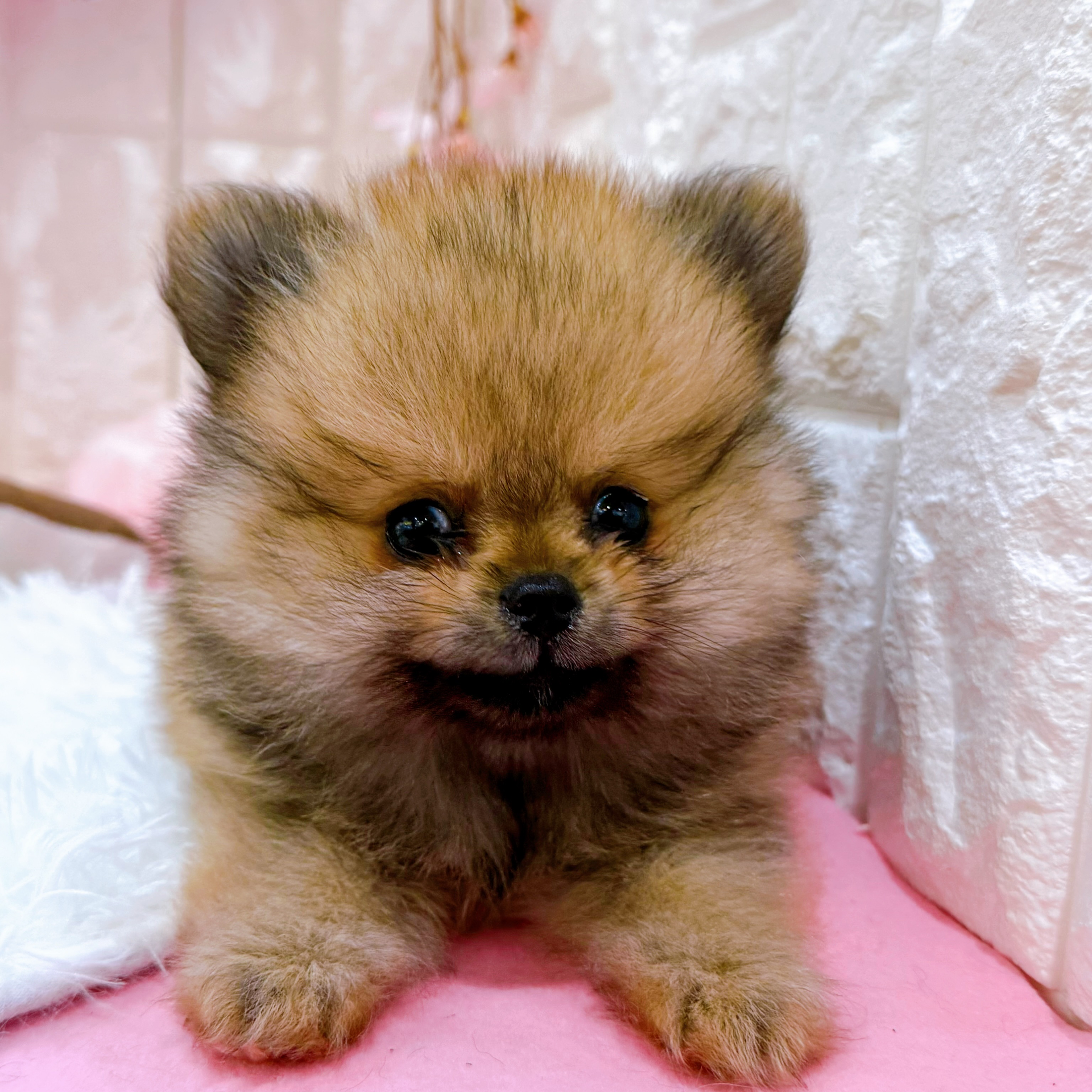 岡山県のポメラニアン (犬の家＆猫の里倉敷店/2026年1月25日生まれ/女の子/オレンジセーブル)の子犬の1枚目の画像