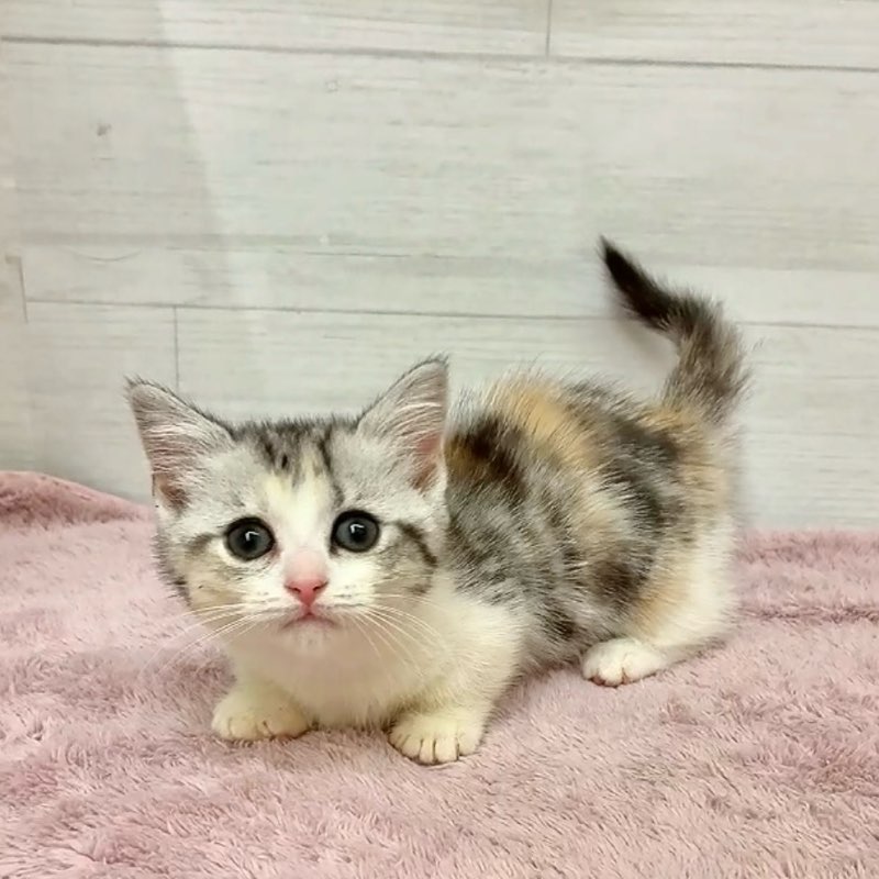 愛知県のマンチカン (犬の家＆猫の里碧南店/2026年1月23日生まれ/女の子/シルバーパッチドタビーホワイト)の子猫の2枚目の画像