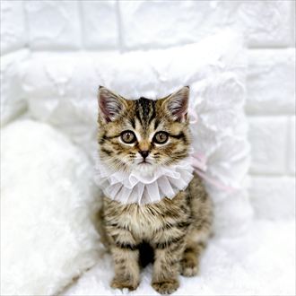 福井県のスコティッシュフォールド (犬の家＆猫の里アミーゴ福井店/2026年1月25日生まれ/女の子/ブラウンタビー)の子猫の1枚目の画像