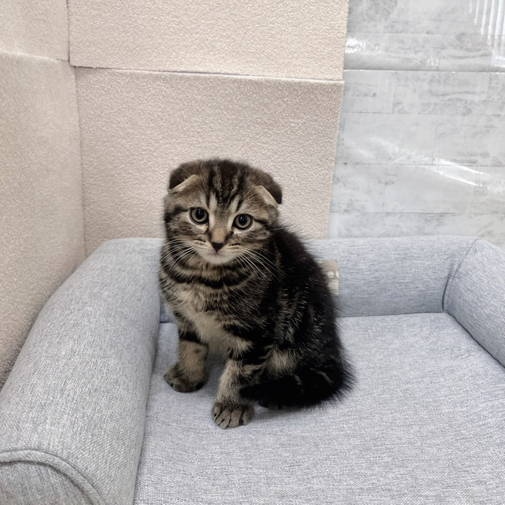 長野県のスコティッシュフォールド (犬の家＆猫の里塩尻店/2026年1月25日生まれ/男の子/ブラウンタビー)の子猫の2枚目の画像