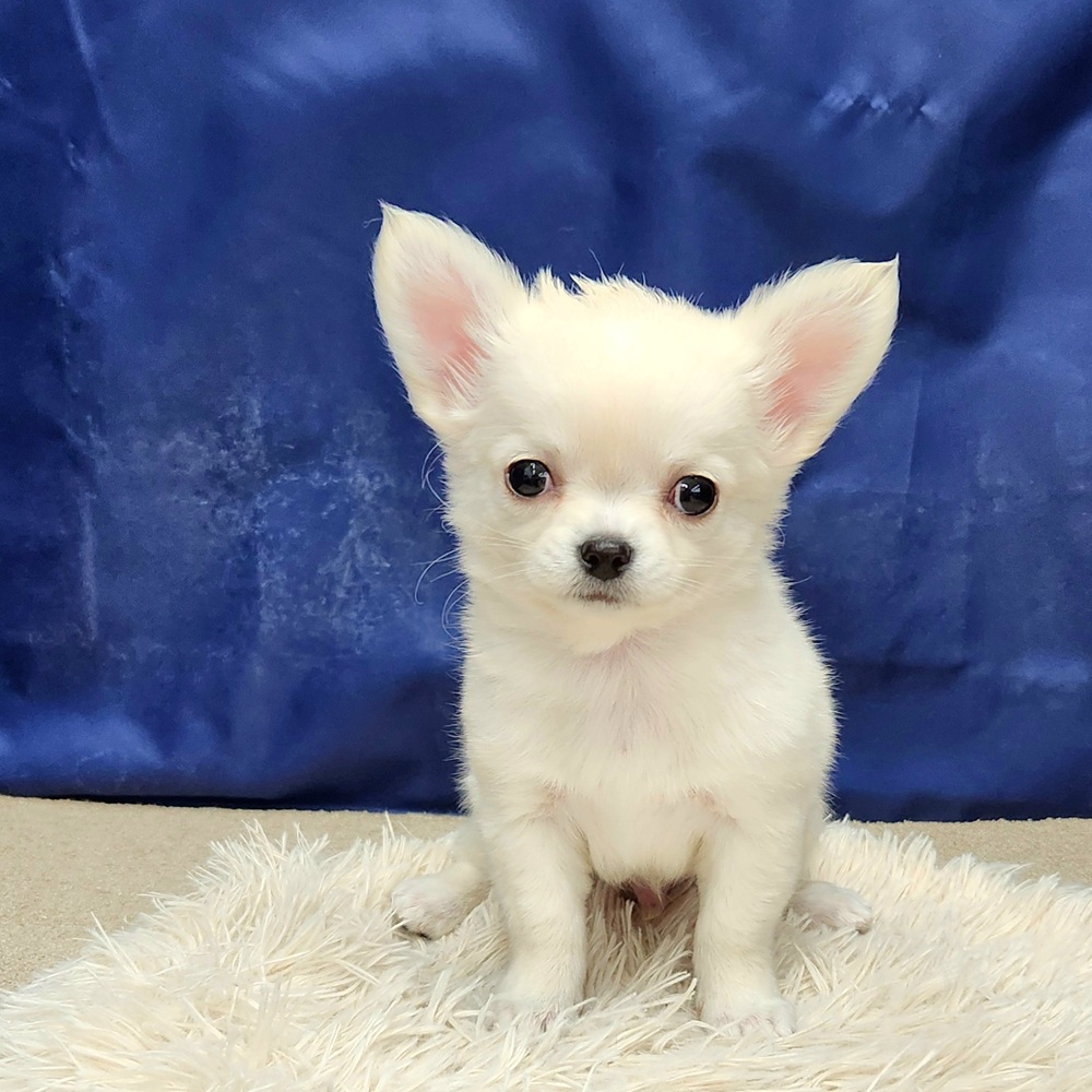 岐阜県のチワワ(ロング) (犬の家＆猫の里中津川店/2026年1月22日生まれ/男の子/クリーム)の子犬の1枚目の画像