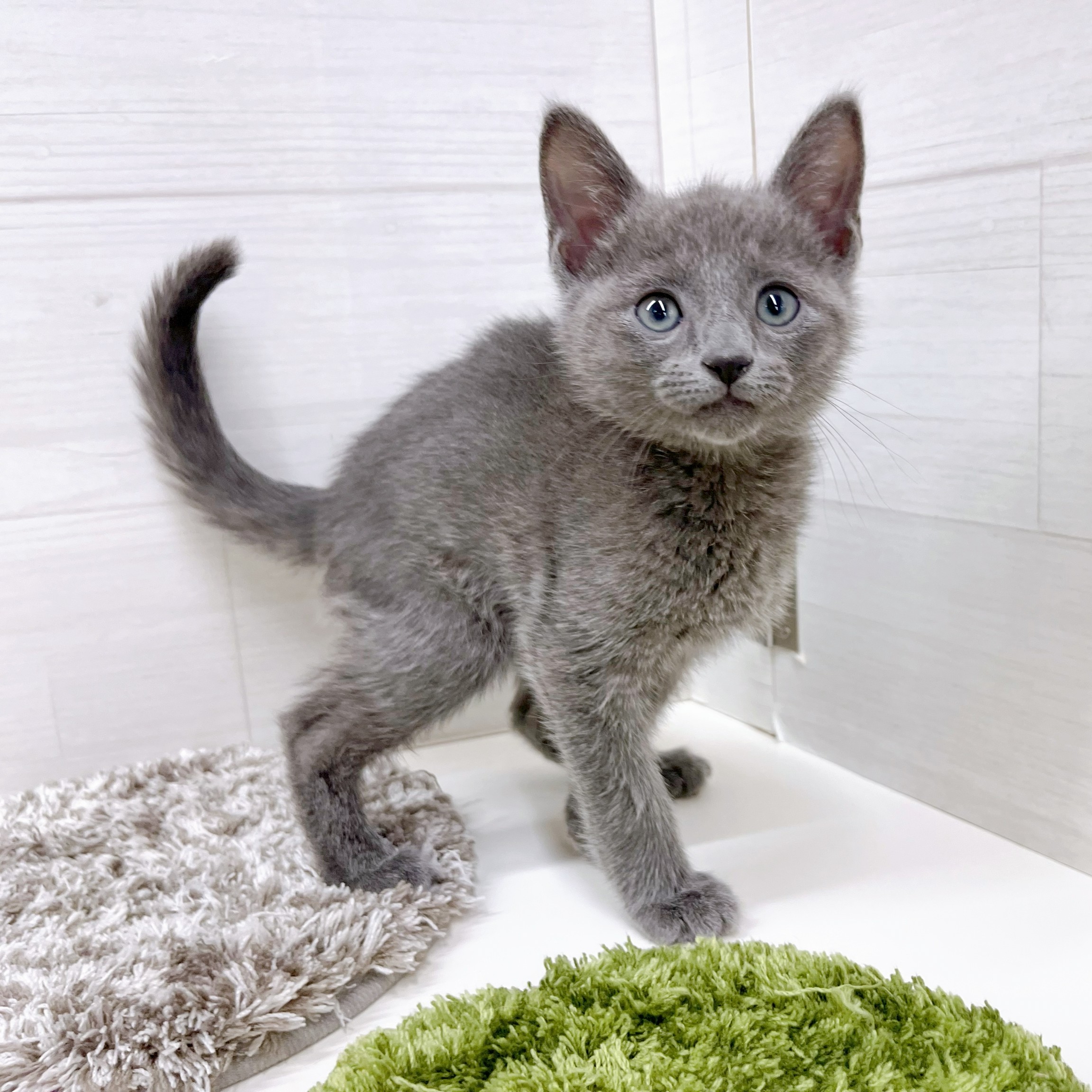 石川県のロシアンブルー (犬の家＆猫の里アミーゴ金沢おこばた店/2026年1月25日生まれ/男の子/ブルー)の子猫の2枚目の画像