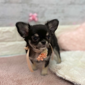 静岡県のチワワ(ロング) (犬の家＆猫の里プレ葉ウォーク浜北店/2026年1月21日生まれ/女の子/ブラックタンホワイト)の子犬の2枚目の画像