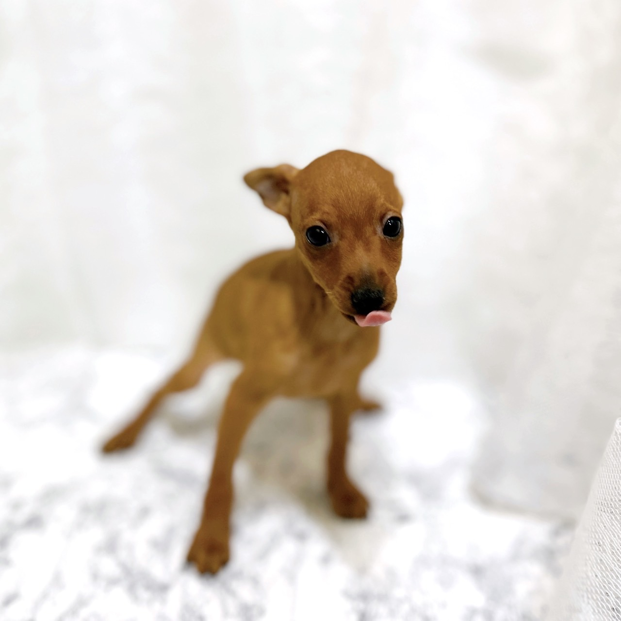 愛知県のミニチュアピンシャー (犬の家＆猫の里安城店/2026年1月25日生まれ/男の子/レッド)の子犬の2枚目の画像