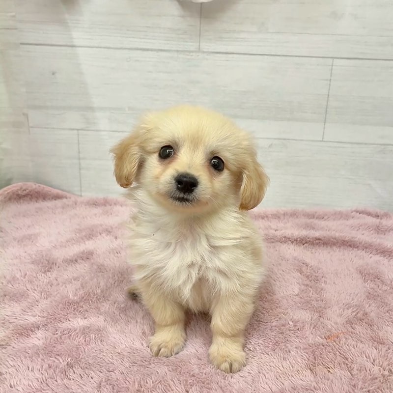 愛知県のポメックス(ポメラニアン×ダックス) (犬の家＆猫の里碧南店/2026年1月25日生まれ/男の子/クリーム)の子犬の2枚目の画像