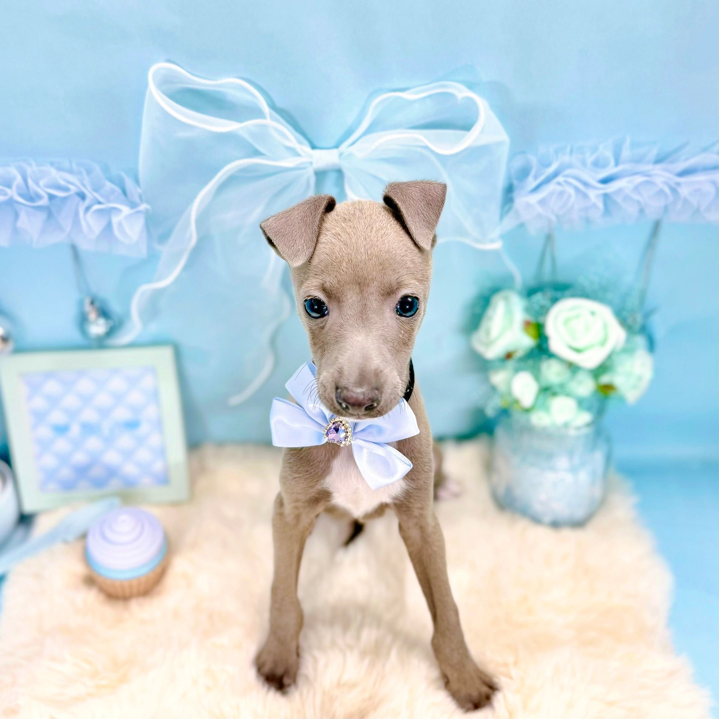 福井県のイタリアングレーハウンド (犬の家＆猫の里アミーゴ福井大和田店/2026年1月22日生まれ/男の子/ブルー)の子犬の2枚目の画像