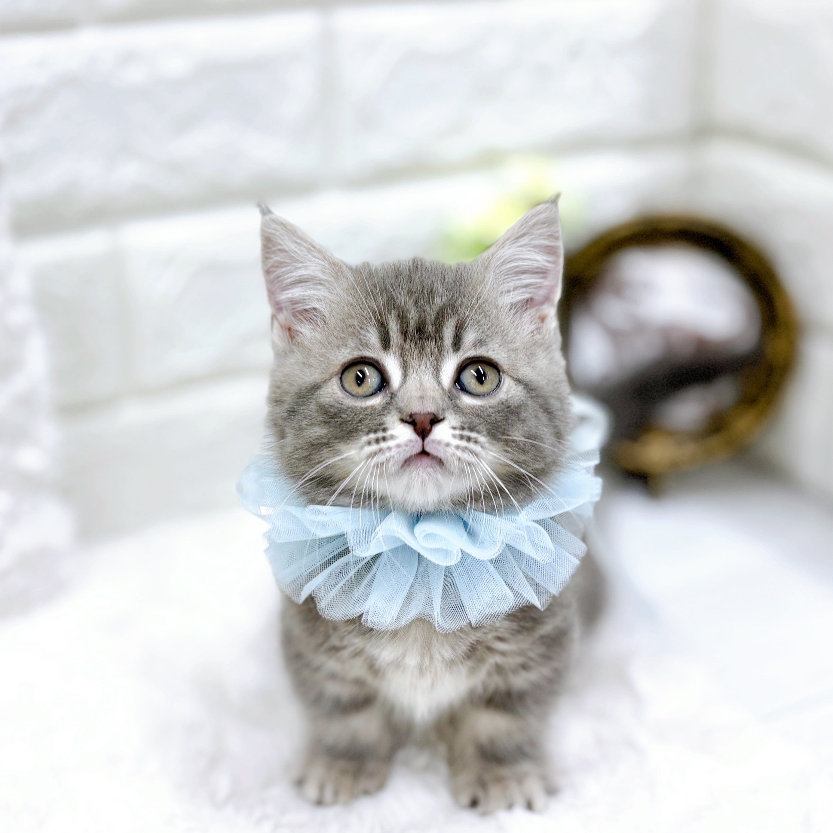 福井県のマンチカン (犬の家＆猫の里アミーゴ福井店/2026年1月23日生まれ/男の子/ブルータビーホワイト)の子猫の1枚目の画像