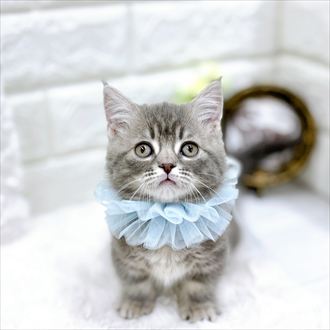 福井県のマンチカン (犬の家＆猫の里アミーゴ福井店/2026年1月23日生まれ/男の子/ブルータビーホワイト)の子猫の1枚目の画像