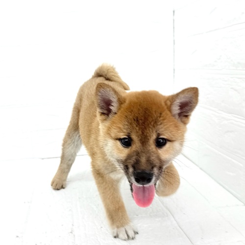 愛知県の柴犬(標準サイズ) (犬の家＆猫の里豊川インター店/2026年1月23日生まれ/男の子/赤)の子犬の1枚目の画像