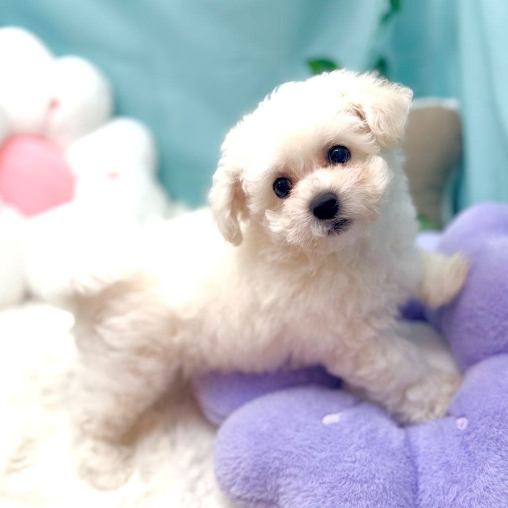 愛知県のビションフリーゼ (犬の家＆猫の里愛知刈谷店/2026年1月21日生まれ/男の子/ホワイト)の子犬の2枚目の画像