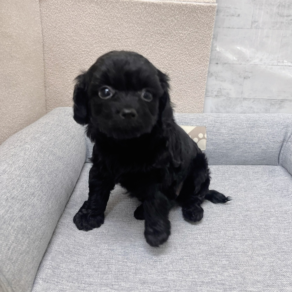 長野県のチワプー/プーチー(チワワ×プードル) (犬の家＆猫の里塩尻店/2026年1月25日生まれ/女の子/ブラック)の子犬の2枚目の画像