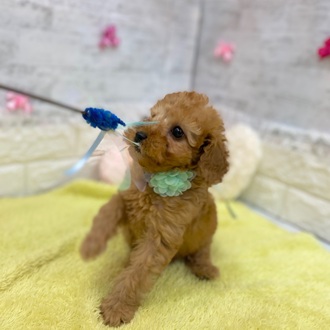 静岡県のトイプードル(トイ) (犬の家＆猫の里プレ葉ウォーク浜北店/2026年1月21日生まれ/女の子/アプリコット)の子犬の2枚目の画像