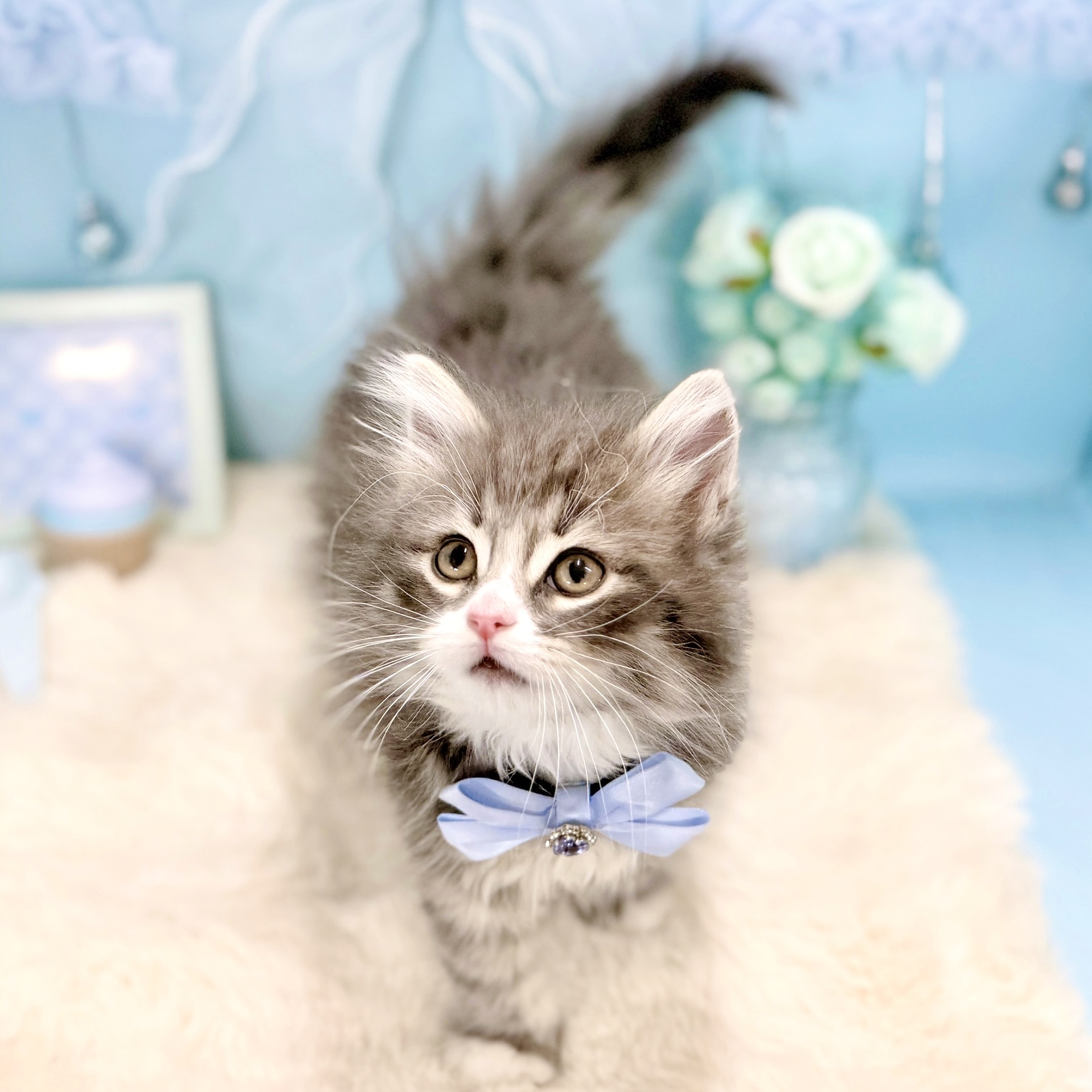 福井県のノルウェージャンフォレストキャット (犬の家＆猫の里アミーゴ福井大和田店/2026年1月22日生まれ/男の子/ブルータビーホワイト)の子猫の2枚目の画像