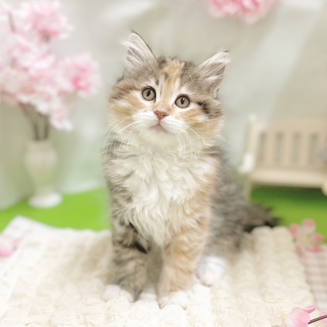 静岡県のノルウェージャンフォレストキャット (犬の家＆猫の里藤枝店/2026年1月22日生まれ/女の子/ブラウンパッチドタビーホワイト)の子猫の1枚目の画像