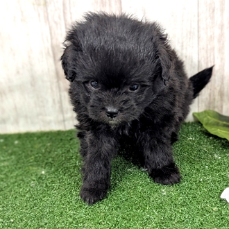 神奈川県のポメプー(ポメラニアン×プードル) (犬の家＆猫の里小田原店/2026年1月25日生まれ/女の子/ブラック)の子犬の2枚目の画像