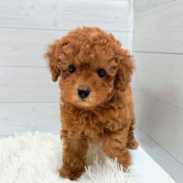 愛知県のトイプードル(トイ) (犬の家＆猫の里豊田店/2026年1月27日生まれ/男の子/レッド)の子犬の2枚目の画像