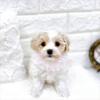 福井県のマルプー(マルチーズ×プードル) (犬の家＆猫の里アミーゴ福井店/2026年1月24日生まれ/女の子/クリームホワイト)の子犬の1枚目の画像