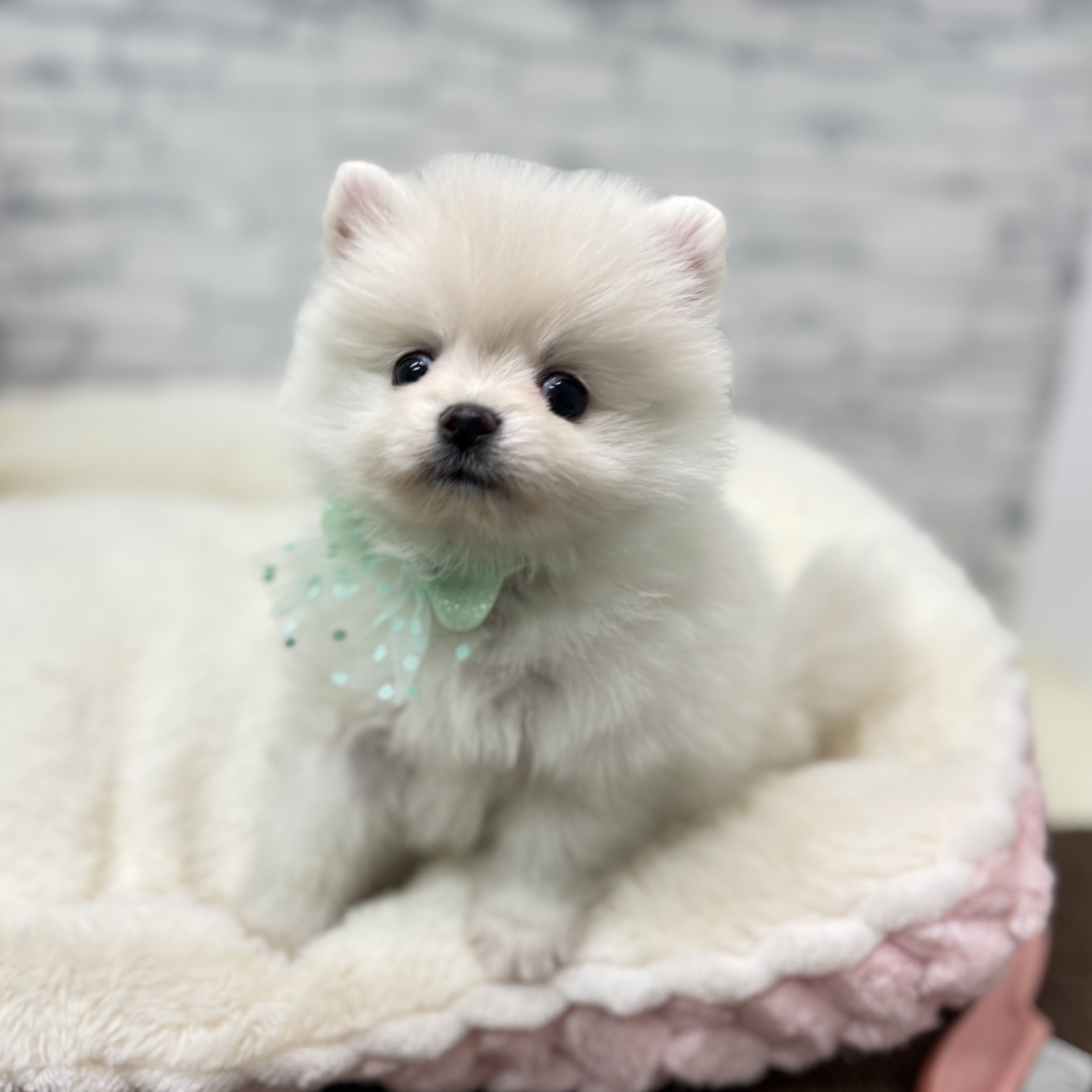 長野県のポメラニアン (犬の家＆猫の里長野店/2026年1月26日生まれ/男の子/クリーム)の子犬の1枚目の画像