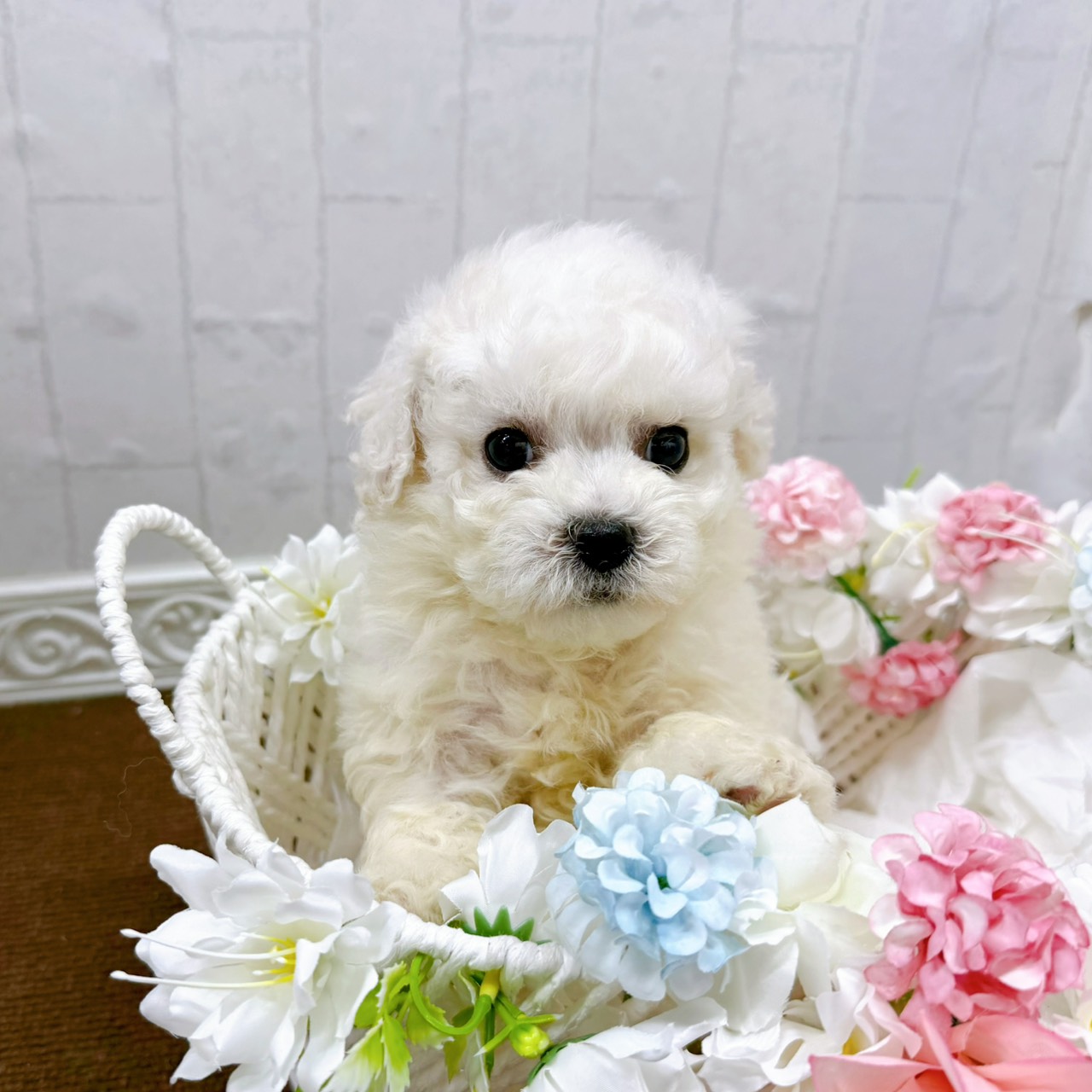 石川県のビションフリーゼ (犬の家＆猫の里アミーゴ金沢有松店/2026年1月27日生まれ/男の子/ホワイト)の子犬の2枚目の画像