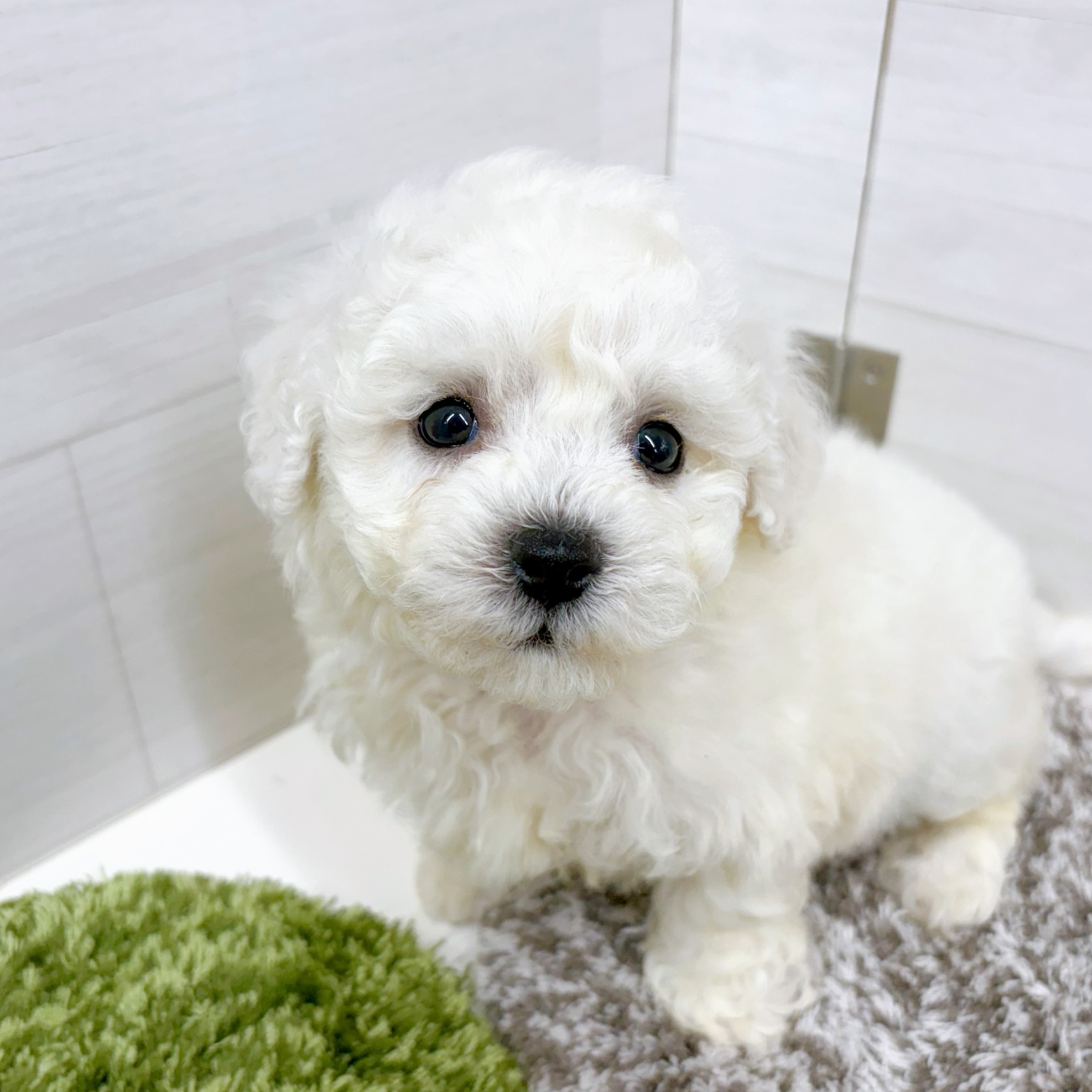 石川県のビションフリーゼ (犬の家＆猫の里アミーゴ金沢おこばた店/2026年1月27日生まれ/男の子/ホワイト)の子犬の2枚目の画像