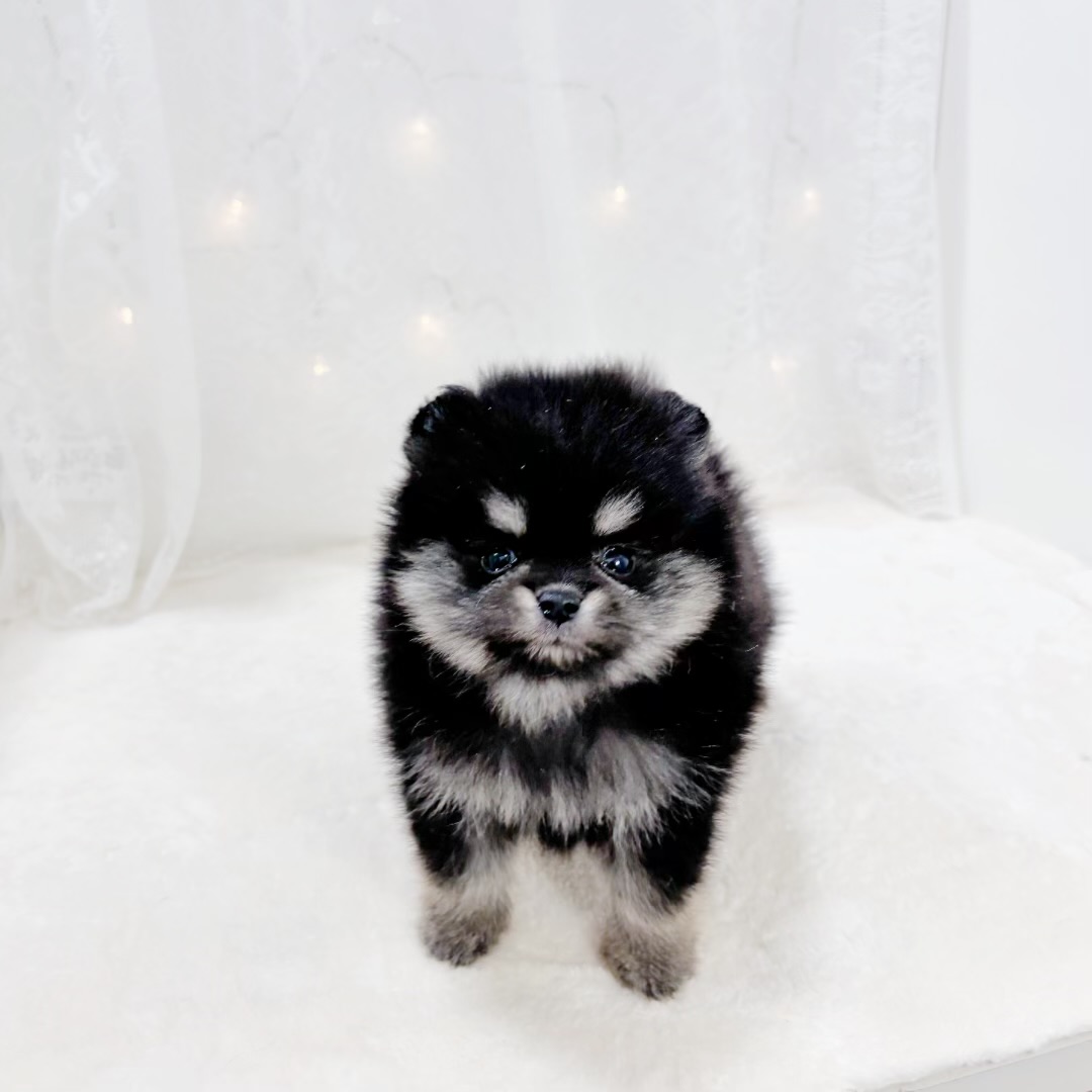 千葉県のポメラニアン (犬の家＆猫の里BIGHOPガーデンモール印西店/2026年1月21日生まれ/女の子/ブラックタン)の子犬の1枚目の画像