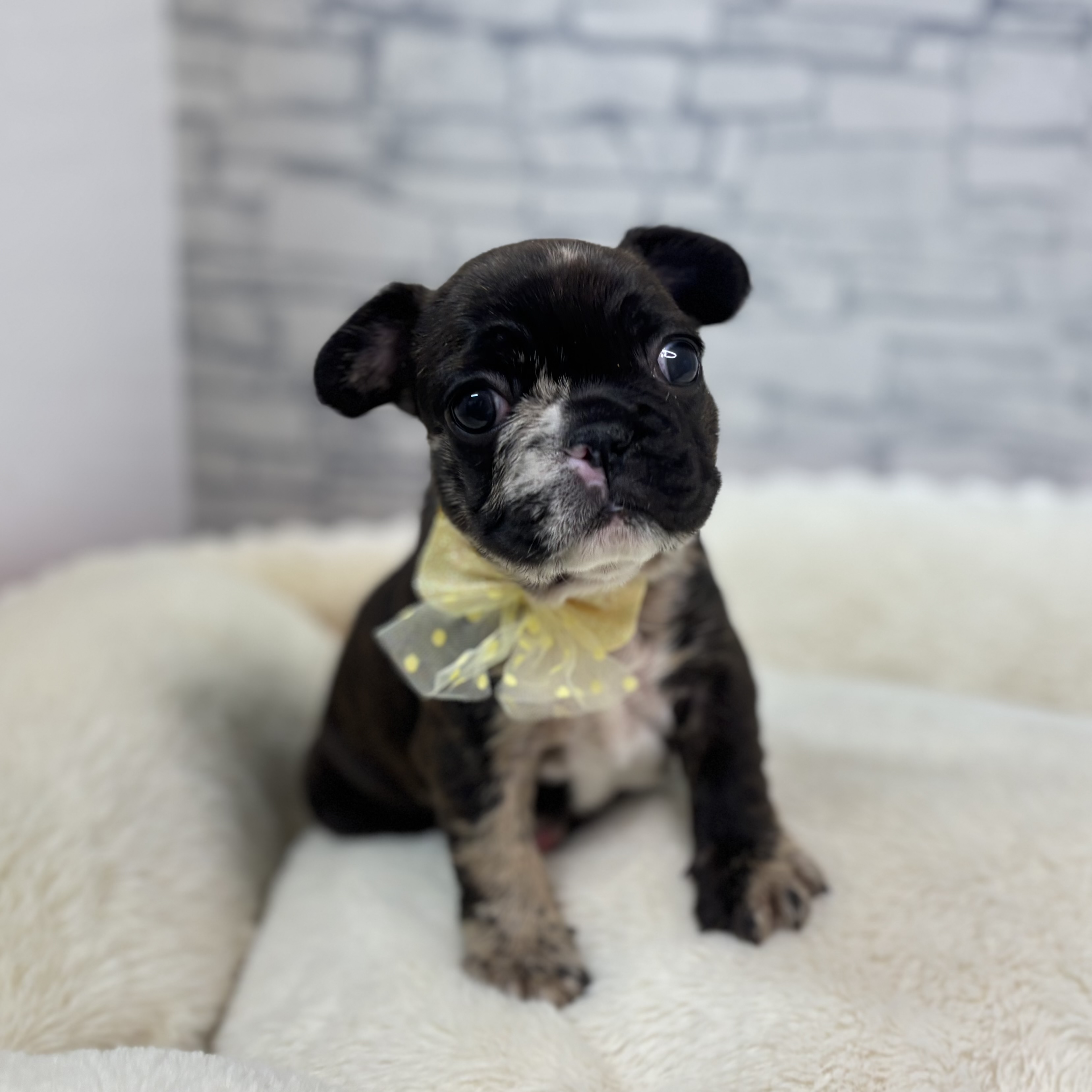 長野県のフレンチブルドッグ (犬の家＆猫の里長野店/2026年1月26日生まれ/女の子/チョコレートマールホワイト)の子犬の2枚目の画像