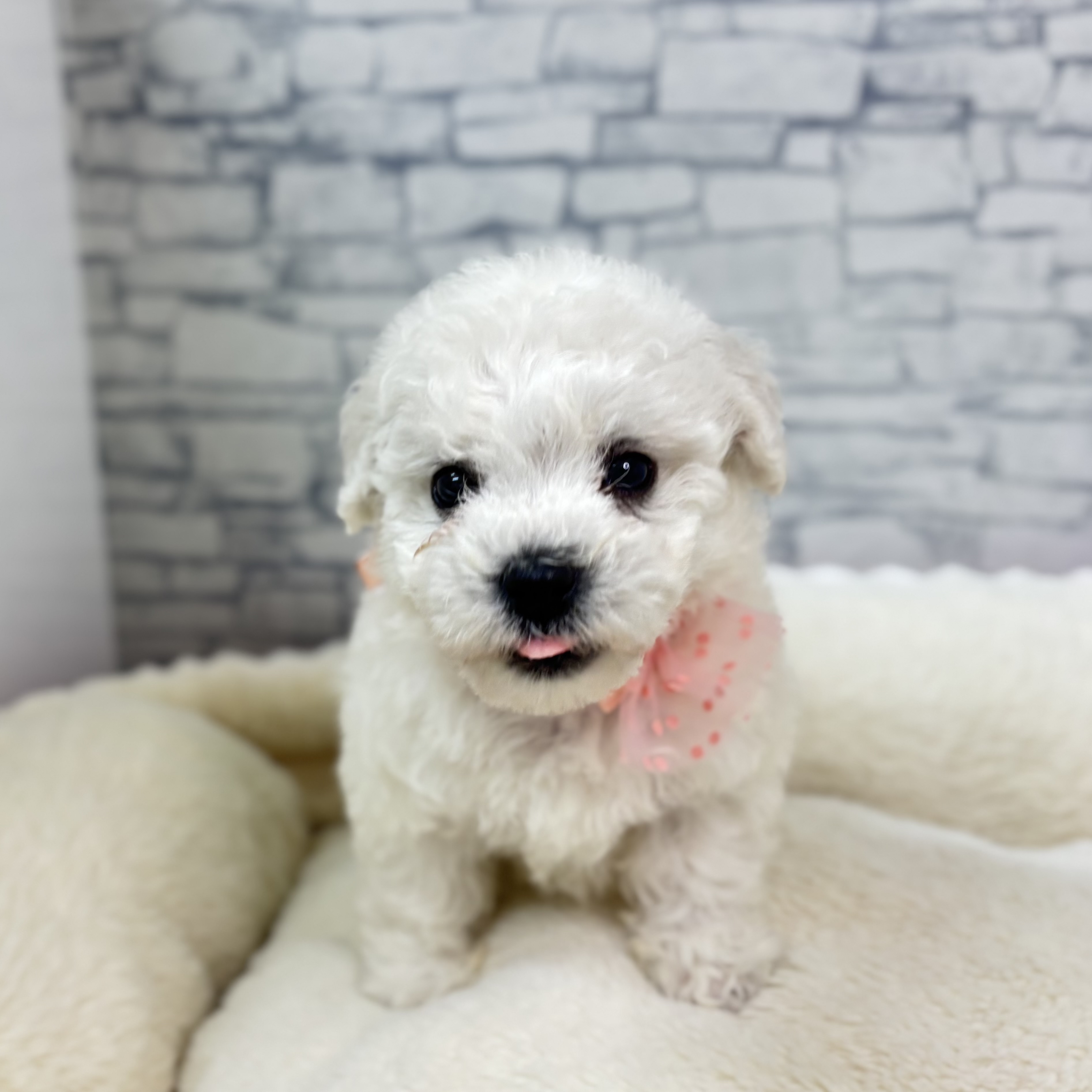 長野県のビションフリーゼ (犬の家＆猫の里長野店/2026年1月27日生まれ/男の子/ホワイト)の子犬の2枚目の画像