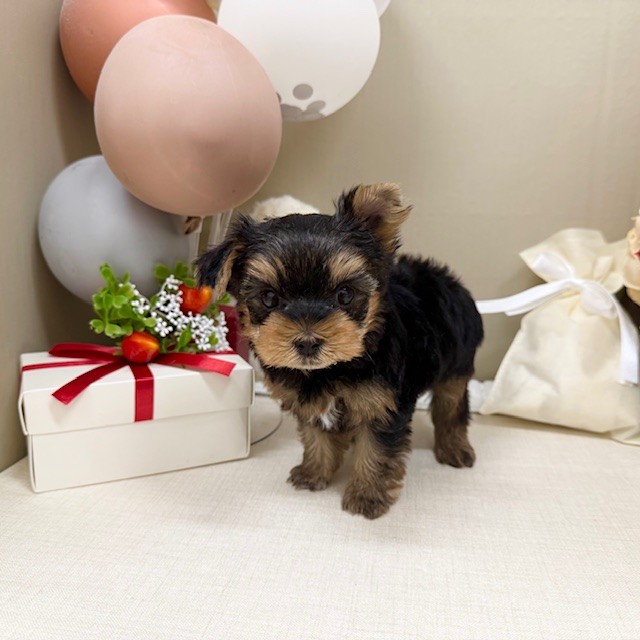 千葉県のヨークシャーテリア (犬の家＆猫の里ワンズモール稲毛店/2026年1月26日生まれ/男の子/スチールブルータン)の子犬の2枚目の画像