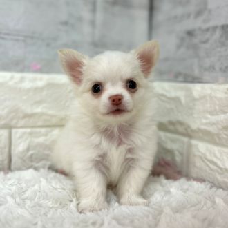 静岡県のチワワ(ロング) (犬の家＆猫の里プレ葉ウォーク浜北店/2026年1月25日生まれ/男の子/クリーム)の子犬