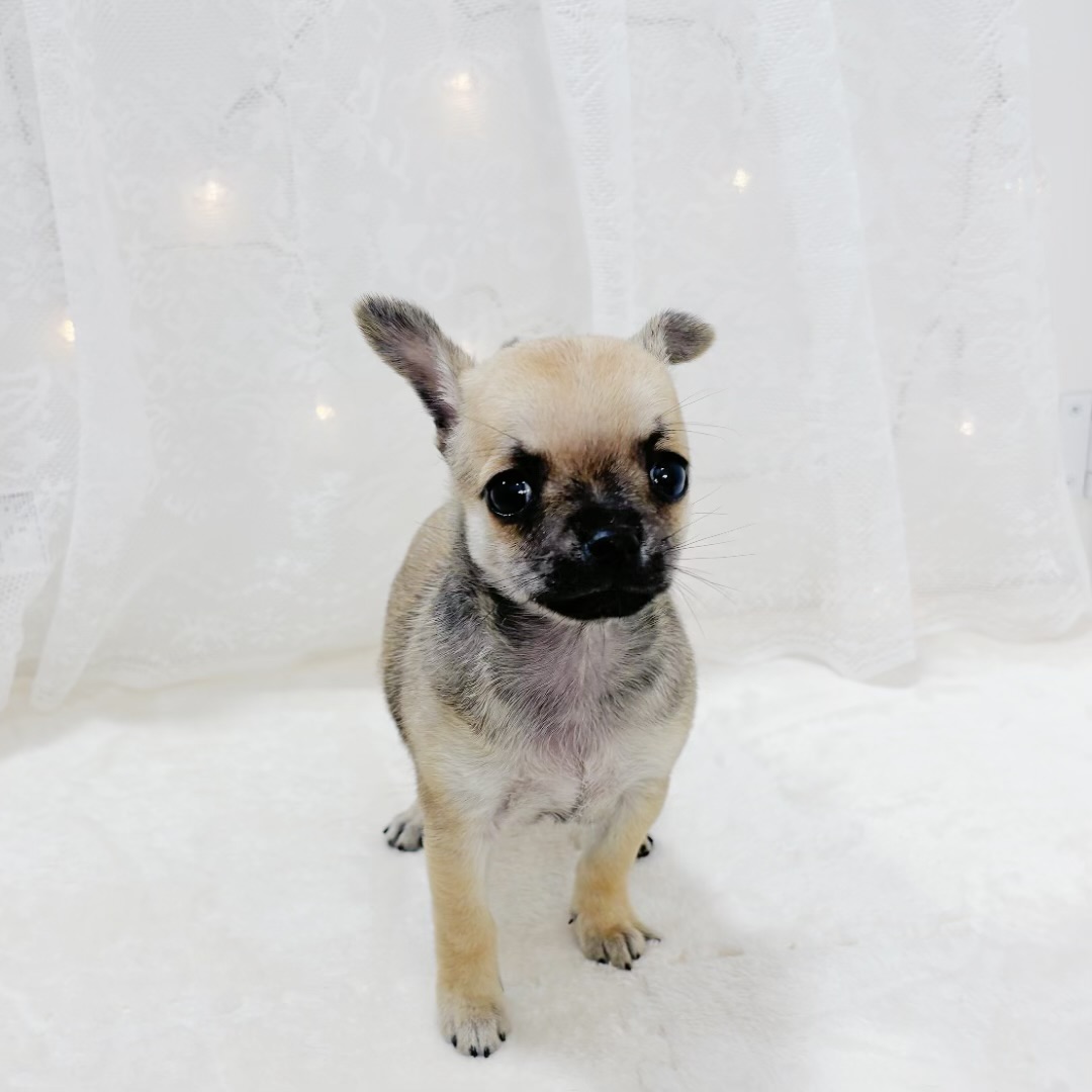 千葉県のチワワ(スムース) (犬の家＆猫の里BIGHOPガーデンモール印西店/2026年1月23日生まれ/男の子/レッド)の子犬の2枚目の画像