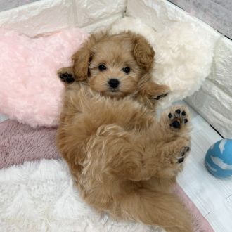 静岡県のポメプー(ポメラニアン×プードル) (犬の家＆猫の里プレ葉ウォーク浜北店/2026年1月26日生まれ/女の子/アプリコット)の子犬の1枚目の画像
