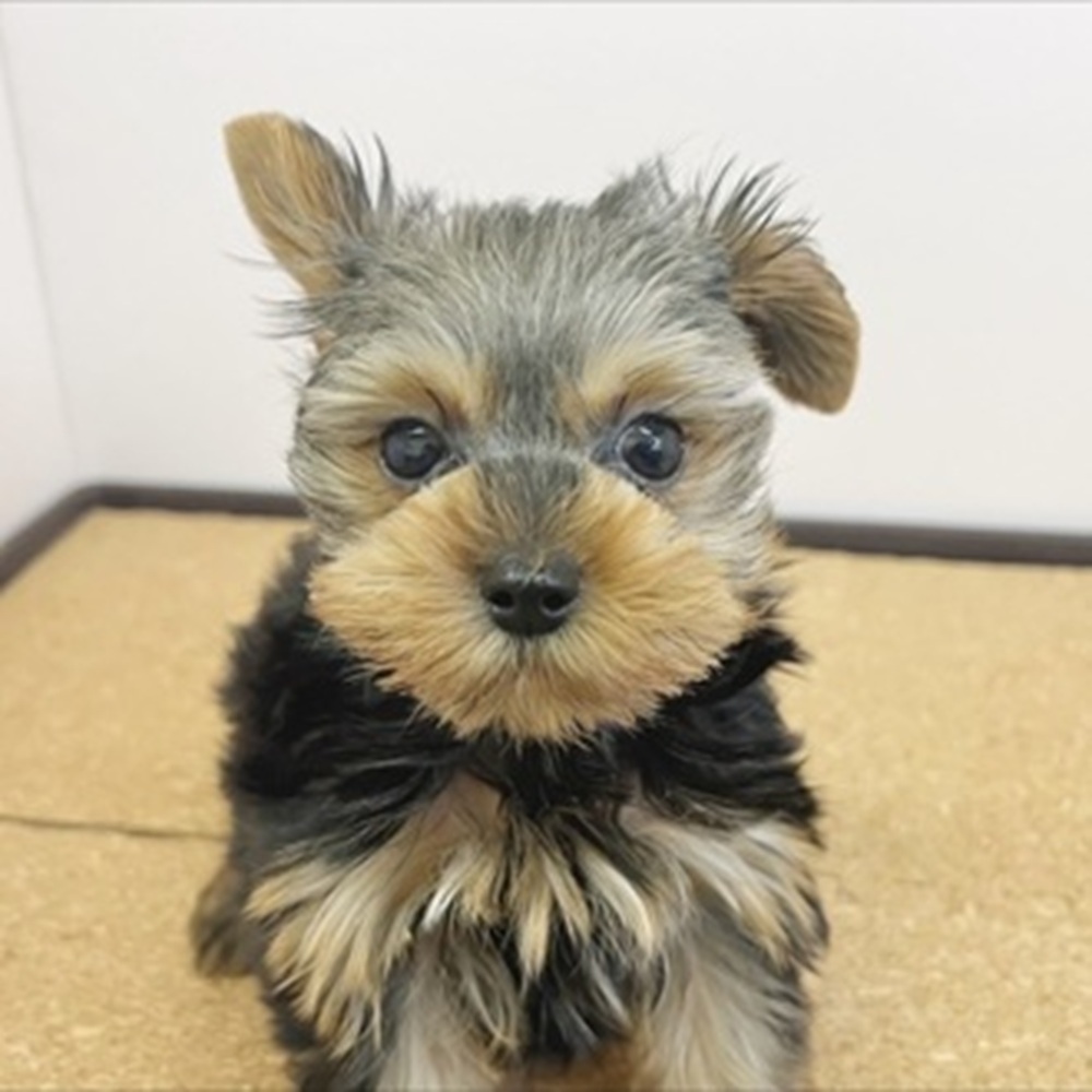 静岡県のヨークシャーテリア (犬の家＆猫の里マークイズ静岡店/2026年1月25日生まれ/男の子/スチールブルータン)の子犬の1枚目の画像