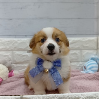 静岡県のウェルシュコーギーペンブローク (犬の家＆猫の里アミーゴ浜松和田店/2026年1月25日生まれ/男の子/レッドホワイト)の子犬の2枚目の画像