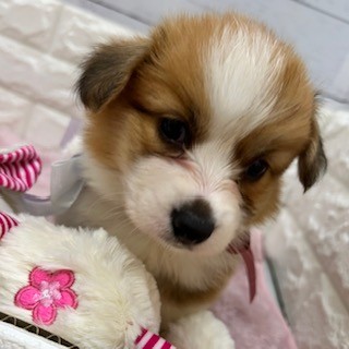 静岡県のウェルシュコーギーペンブローク (犬の家＆猫の里アミーゴ浜松和田店/2026年1月25日生まれ/男の子/レッドホワイト)の子犬の2枚目の画像