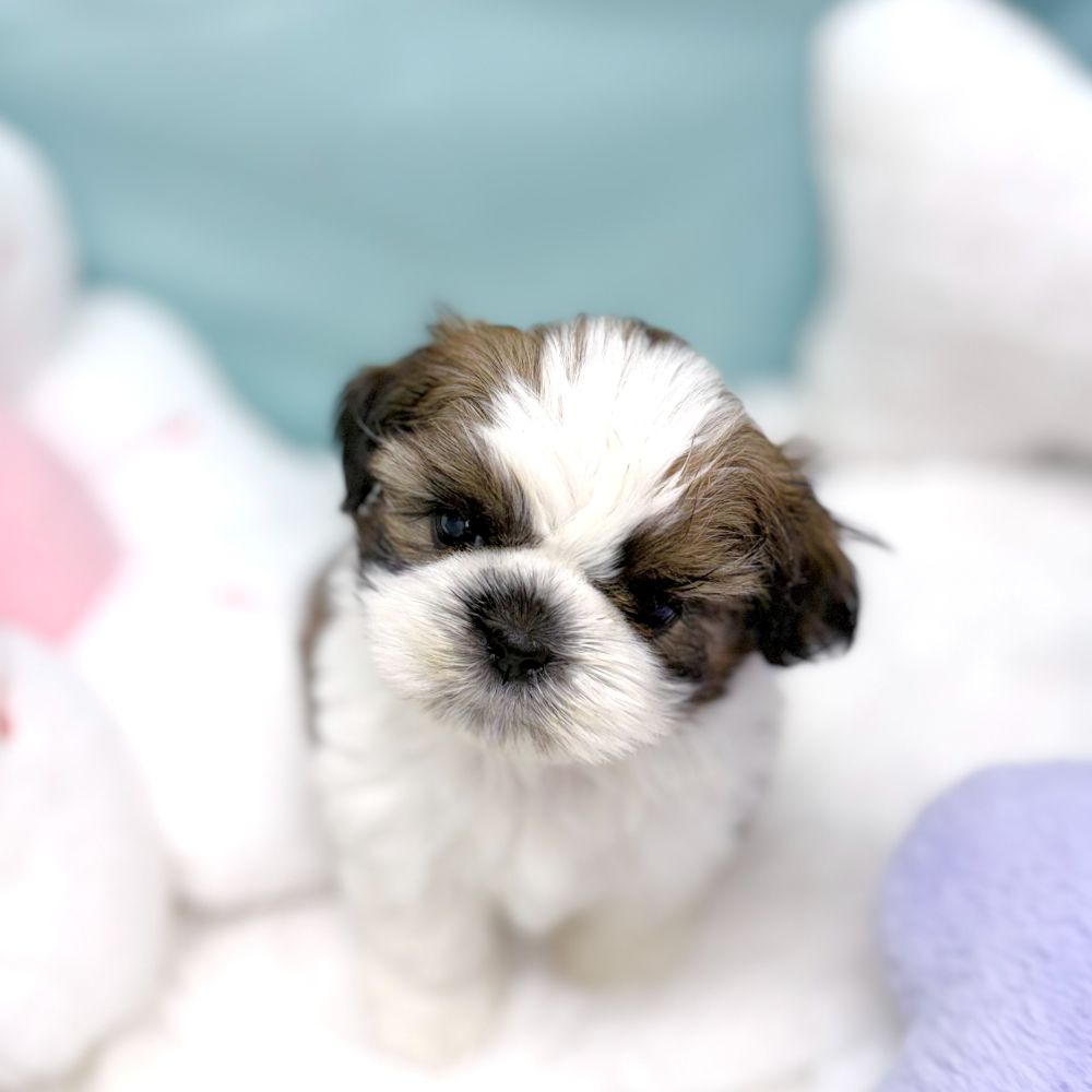 愛知県のシーズー (犬の家＆猫の里愛知刈谷店/2026年1月26日生まれ/女の子/ホワイトゴールド)の子犬の1枚目の画像