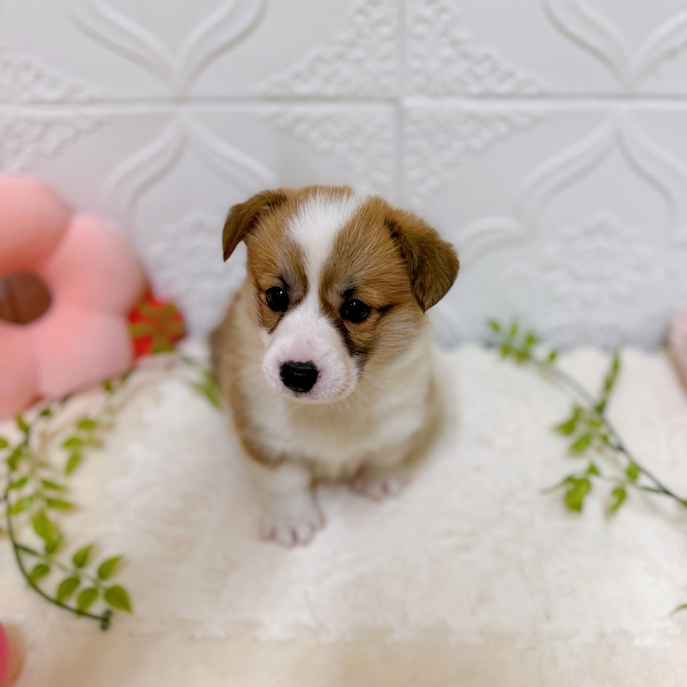 愛知県のウェルシュコーギーペンブローク (犬の家＆猫の里岡崎店/2026年1月24日生まれ/女の子/レッドホワイト)の子犬の2枚目の画像
