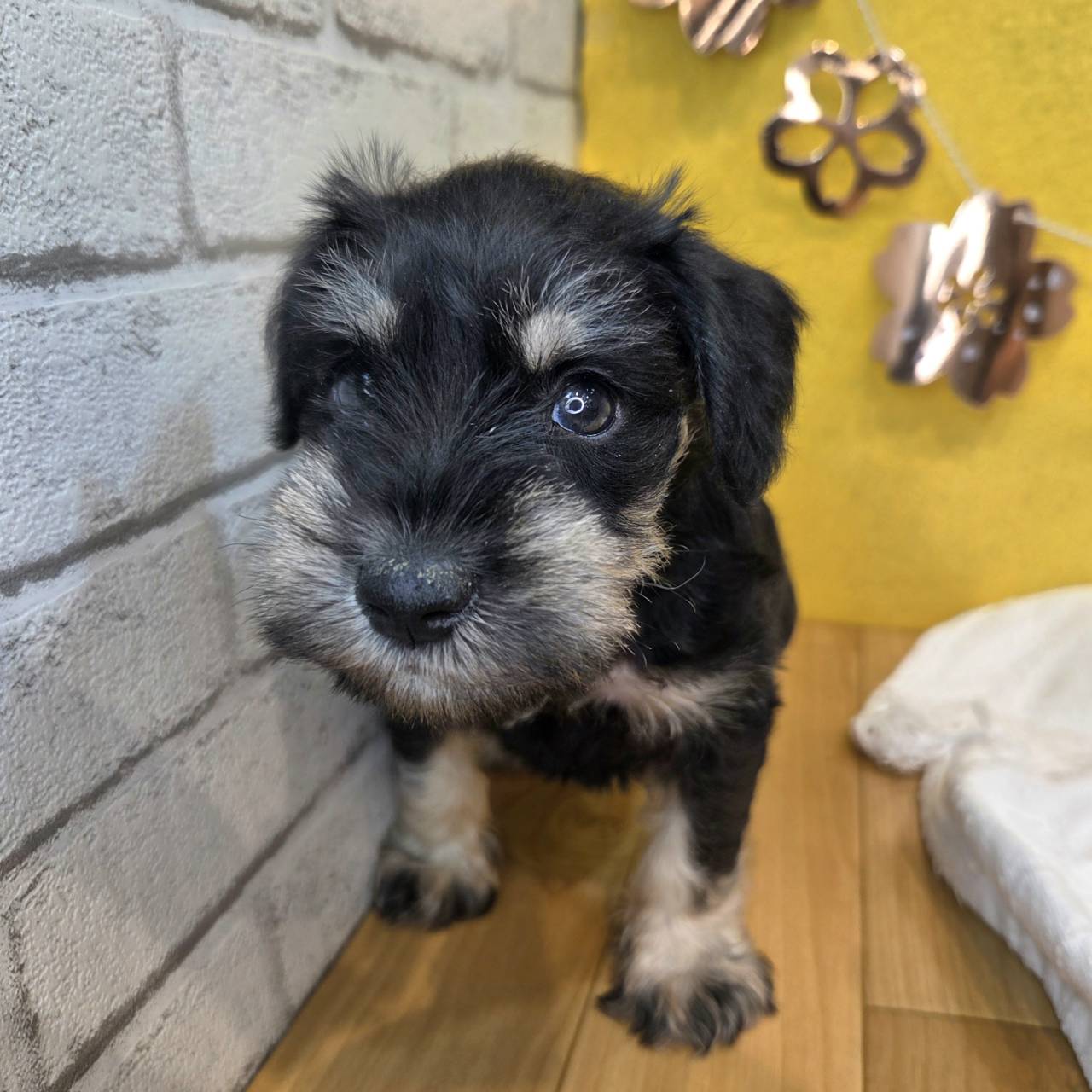 長野県のミニチュアシュナウザー (犬の家＆猫の里カインズ梓川店/2026年1月25日生まれ/男の子/ブラックシルバー)の子犬の2枚目の画像