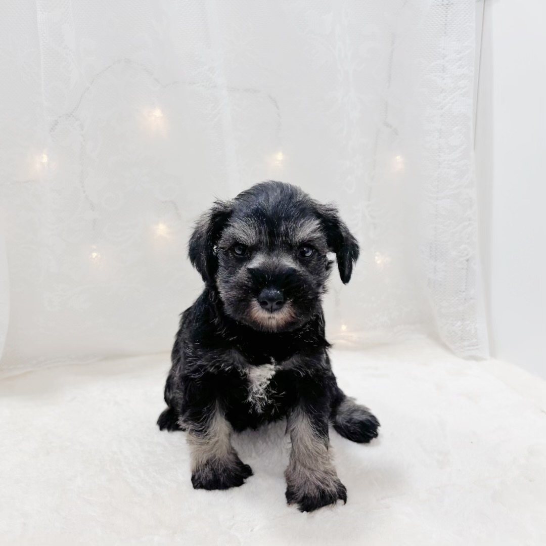 千葉県のミニチュアシュナウザー (犬の家＆猫の里BIGHOPガーデンモール印西店/2026年1月26日生まれ/女の子/ソルトペッパー)の子犬の1枚目の画像
