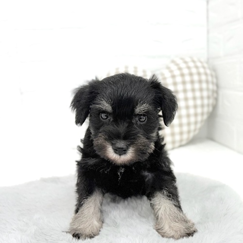 愛知県のミニチュアシュナウザー (犬の家＆猫の里豊川インター店/2026年1月26日生まれ/男の子/ブラックシルバー)の子犬の1枚目の画像