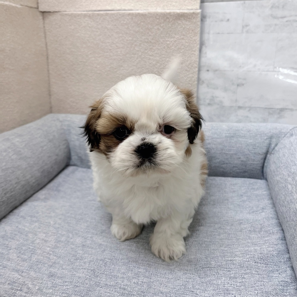 長野県のシーズー (犬の家＆猫の里塩尻店/2026年1月27日生まれ/女の子/ホワイトゴールド)の子犬の2枚目の画像