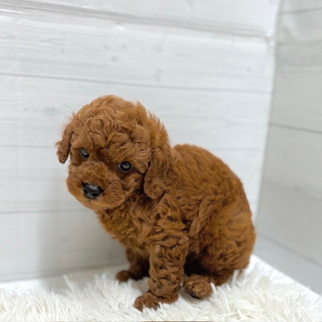 愛知県のトイプードル(トイ) (犬の家＆猫の里豊田店/2026年1月26日生まれ/男の子/レッド)の子犬の2枚目の画像