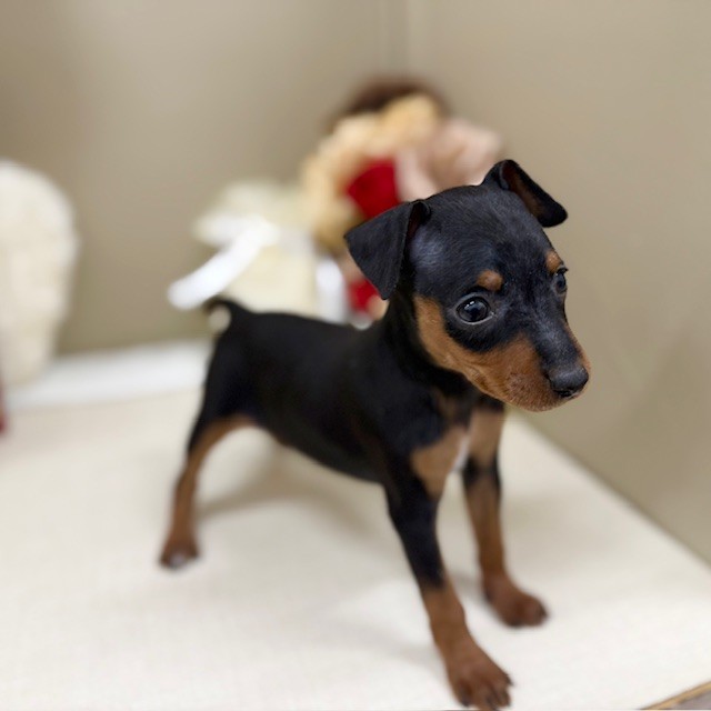 千葉県のミニチュアピンシャー (犬の家＆猫の里ワンズモール稲毛店/2026年1月27日生まれ/女の子/ブラックタン)の子犬の2枚目の画像