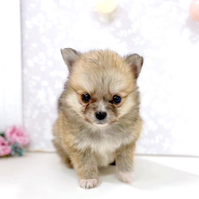 富山県のポメチワ/チワポメ/ポメチー(ポメラニアン×チワワ) (犬の家＆猫の里アミーゴ高岡蓮花寺店/2026年1月26日生まれ/女の子/ウルフセーブル)の子犬の1枚目の画像