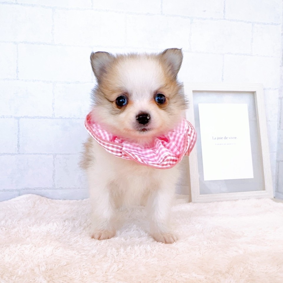 石川県のポメチワ/チワポメ/ポメチー(ポメラニアン×チワワ) (犬の家＆猫の里金沢店/2026年1月26日生まれ/女の子/パーティーカラー)の子犬の2枚目の画像